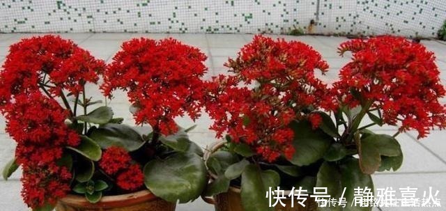 枝条|长寿花嫁接“金枝玉叶”,技巧简单,轻松变成“火树银花”!