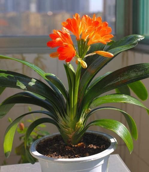 养君子兰,喂上两个“蛋”,叶片壮实像白菜,花朵蹭蹭蹿