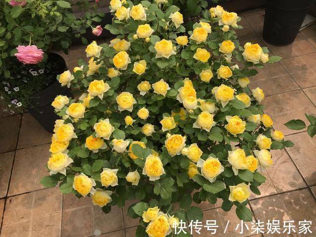 花苞|月季出现僵苗怎么办3个简单小方法,新芽花苞蹭蹭冒,开花99朵
