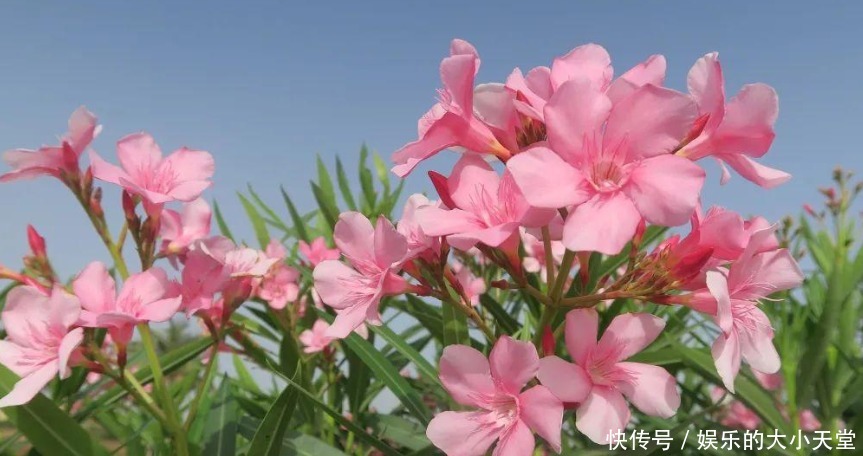 这些花草有人还在养,看到快扔掉,有毒害人真不浅!