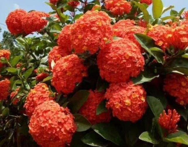 牡丹|此花超漂亮，沾土就活，花朵大花期长，比牡丹还美