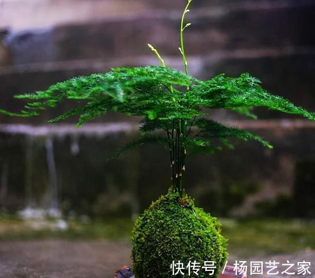 成品|用苔藓做“盆景”,投入不过油钱,成品价格不菲