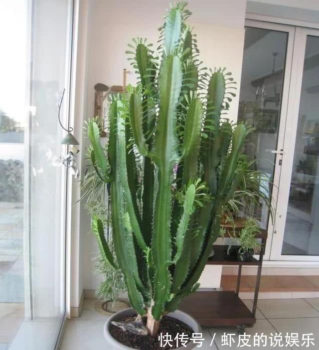 寿命长的“3种花”，最喜欢用小盆栽种，盆越“小”长得越好