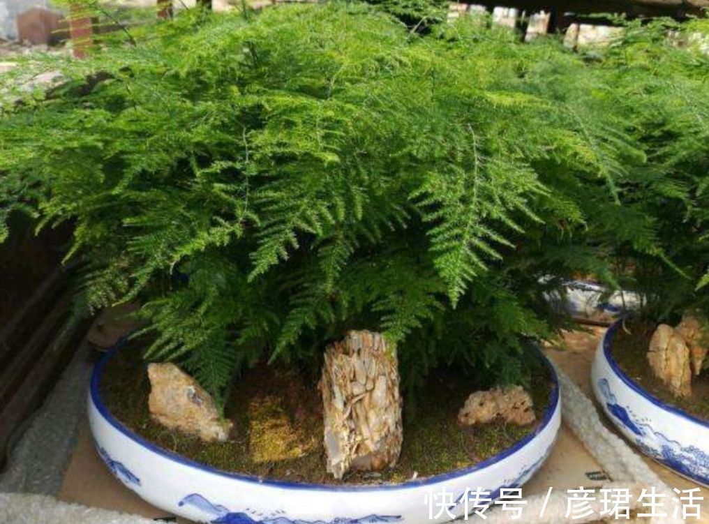 养花|这3种花要“懒养”，越是粗放养护，植株长势越旺盛