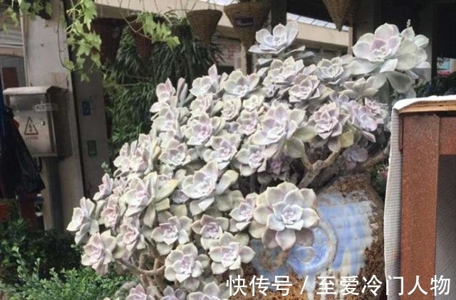 哪个品种让你爱上多肉?我因为紫乐入坑,已经被养成了大老桩