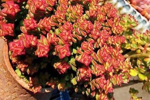 外表非常普通的多肉小米星,却让很多花友着迷,出了状态实在太美