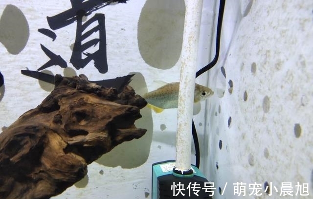 马克吐司|比孔雀鱼更易饲养的小型鱼，性格凶猛、群游性强，一般养不死