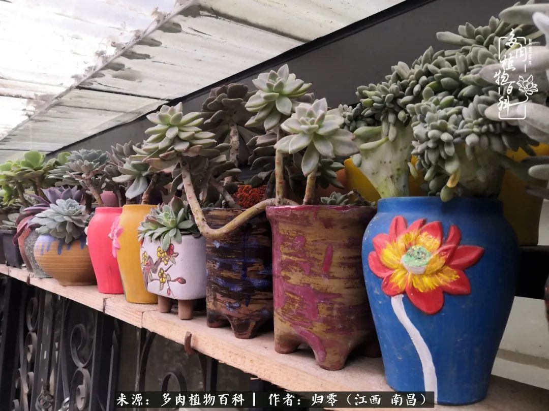 肉肉|人生转个弯,在小院遇见落入凡间的多肉小精灵!