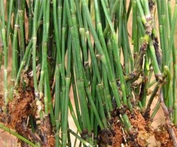 野草|农村一种“光棍”野草,无叶无花只有杆,煮水喝眼睛越来越明亮!