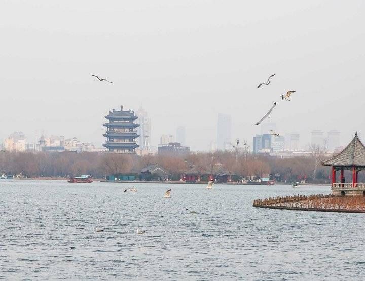 济南|环境优美，人杰地灵，银鸥远道来济南过大年