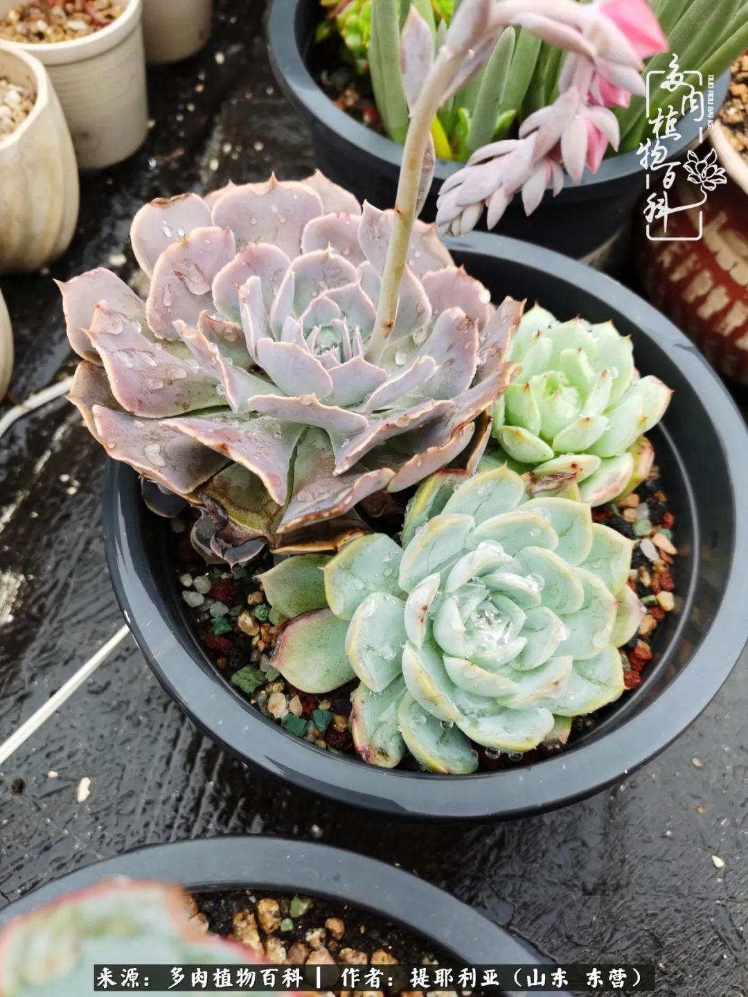 多肉植物|人如多肉,经阳光雨露历练后,亦会越挫越勇!