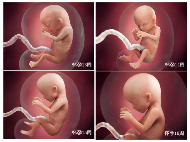 受精卵|胎儿40周“变身记”从0.5厘米受精卵到50厘米宝宝，过程很神奇