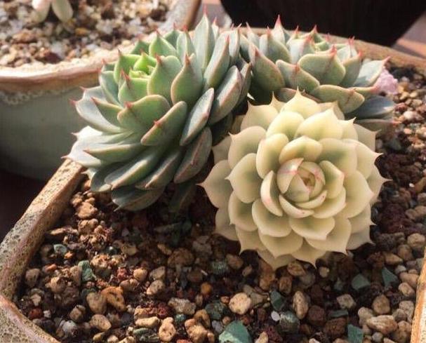 这3款植物买一盆就够了！用茎叶扦插，教你轻松铺满整个阳台