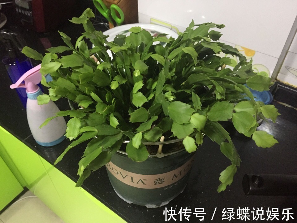 植株|夏天养蟹爪兰，“3点”做不好，黄叶、耷拉、介壳虫，活不到秋天