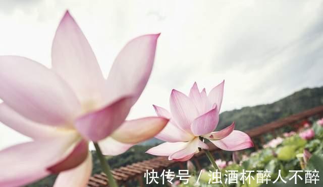 荷花#聊斋故事:荷花仙女