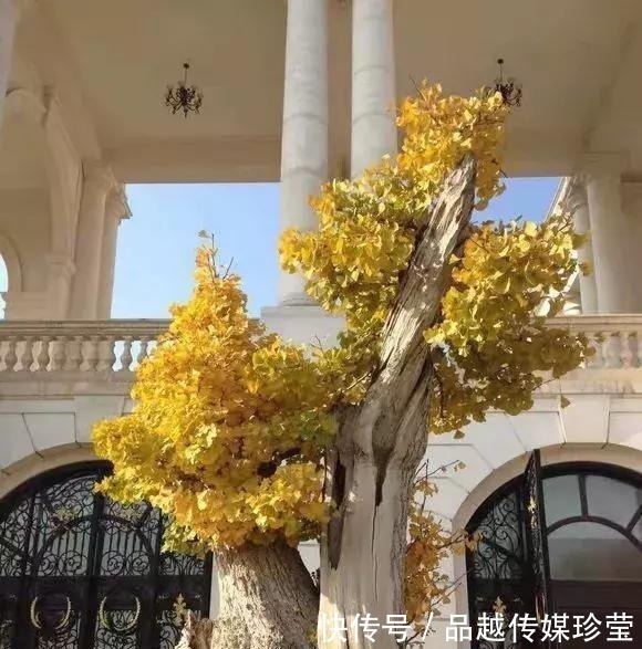 银杏|这3种盆景可以养成传家宝,再穷也要养,越老越值钱!