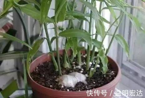 冬天|切块生姜放水里，7天发芽，3个月结出一桶姜，原来生姜是这么种的