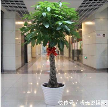 别乱养花,要养就养它,“镇宅辟邪”旺财、养人,有钱人都在养