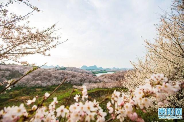 平坝万亩樱花已绽放！带你“云赏花”