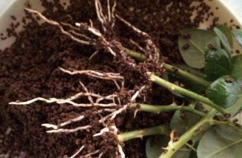 别再看不上塑料瓶，学会这些妙招，它堪当“养花神器”