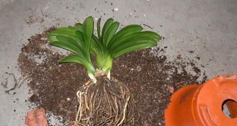 在家怎么养好君子兰记牢3点关键,叶片油绿、根满盆