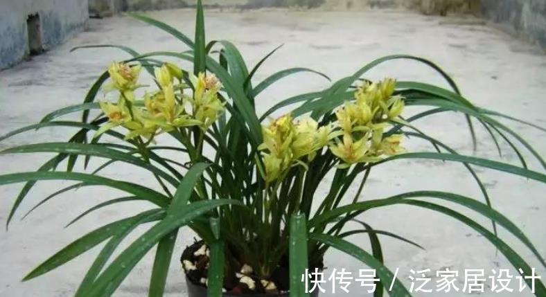 植株|养兰花富山奇蝶,夏秋盆栽嗖嗖开花,花色黄中带有一丝红