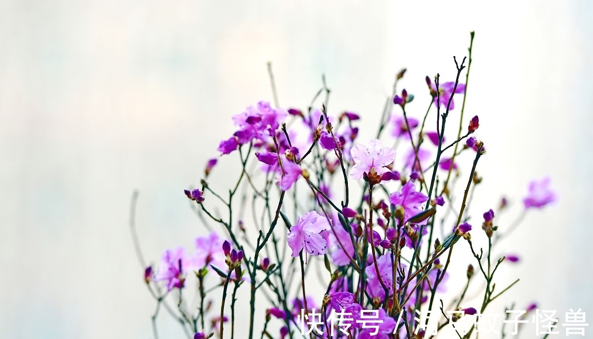 现状|它属于国家二级保护植物，市场价却贱如柴火！生存现状让人忧