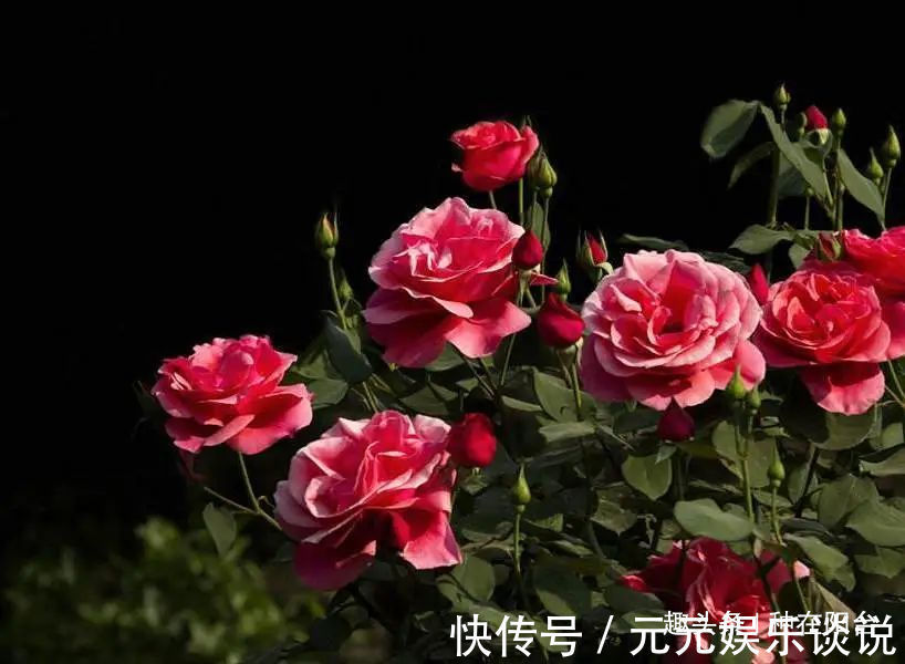 修剪是激活玫瑰“生长干劲”的开关,必备扭动开关小窍门!