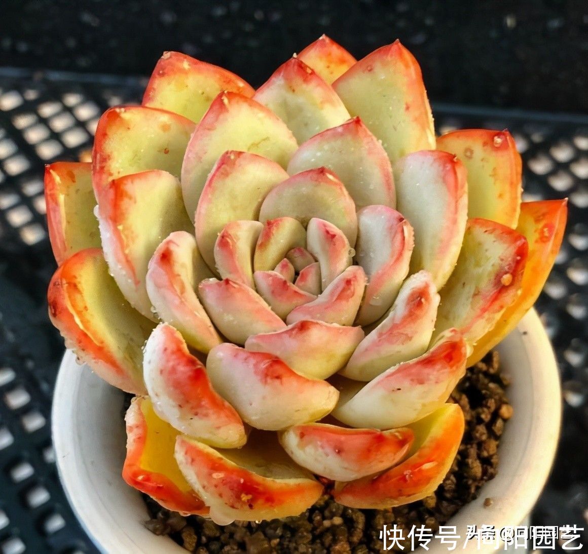 要素|养多肉入门篇，了解6大要素，养多肉很轻松，看你能不能掌握