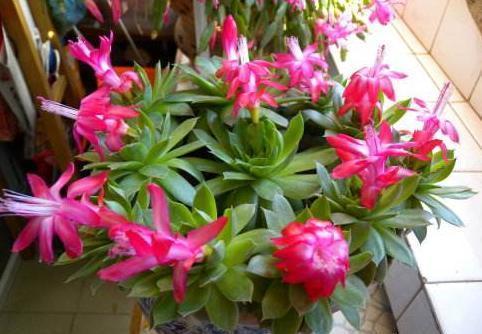 养好蟹爪兰，“1点”很关键，“浇水”不发愁，叶片肥厚开满花