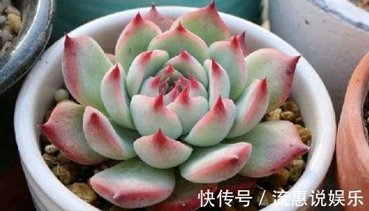 姬胧月|家里养上如下多肉植物准没错!既好看又好养,“养花杀手”的福音