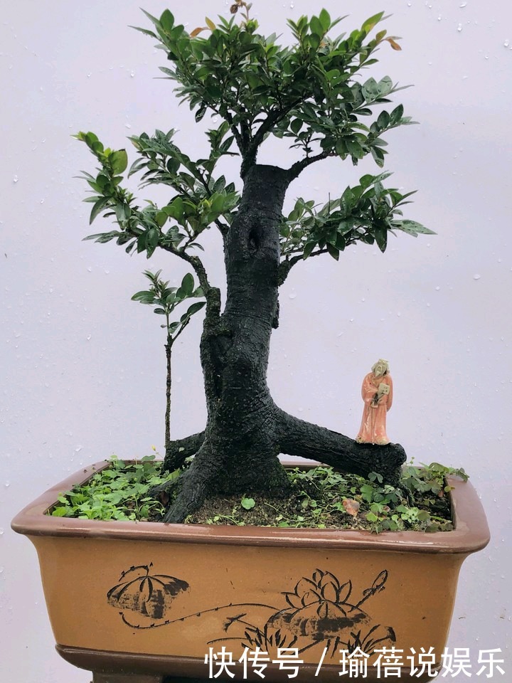 养护黑骨茶盆景,注意5个事项,不黄叶卷叶,枝繁叶茂好造型