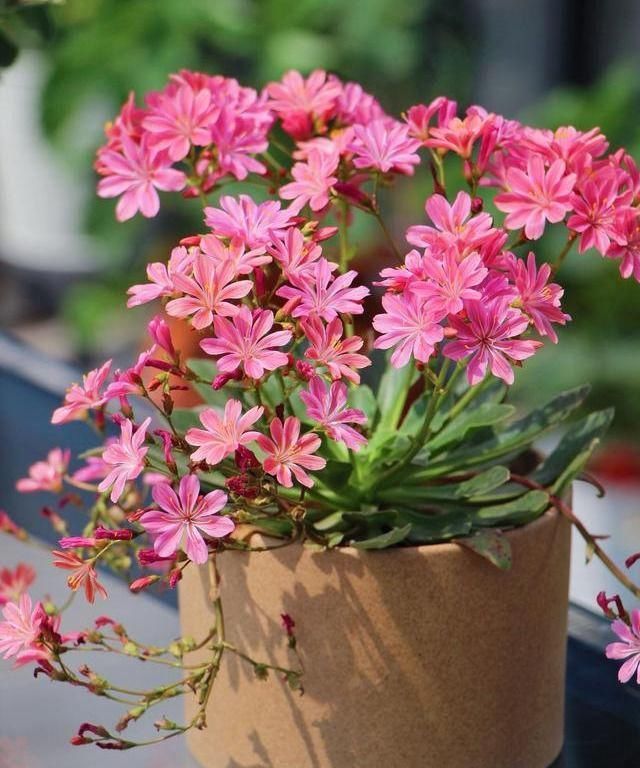 一种“特殊”多肉,皮实泼辣,天天开花,比长寿花还漂亮