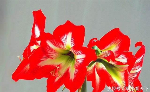 朱顶红|新手养花,不如养盆“花中精品”花朱顶红,花似烈日,博人眼球