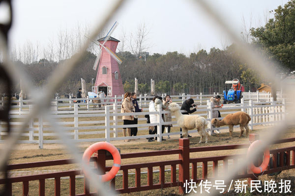 土家|过年新花样！市民不出上海感受土家浓浓年味