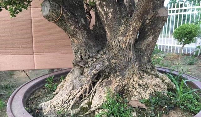 野外一种“脱皮木桩”称为“富贵之木”，养成盆栽，价格让人窃喜！