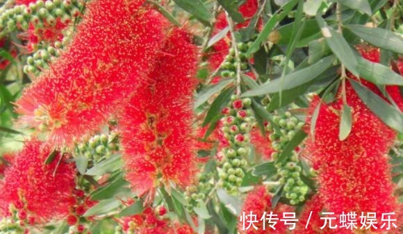 瓶刷子树|喜欢养花选“它”花语英姿飒爽，花开一串一串，颜色艳量多