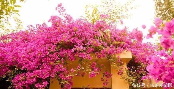 三角梅|最适合盆栽的三角梅,只要做到这几点,保准一年四季花开不断