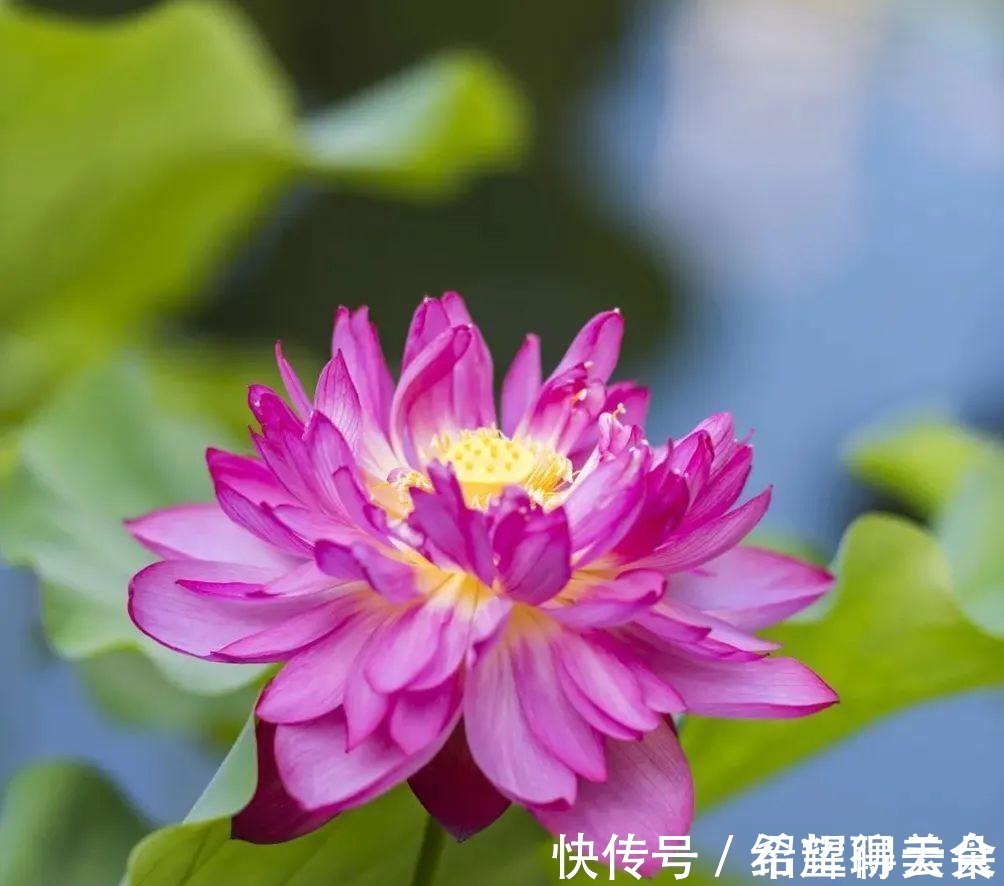 马鞭草|仲夏松江，花开正盛，夏雨荷，今天就能满足你→！