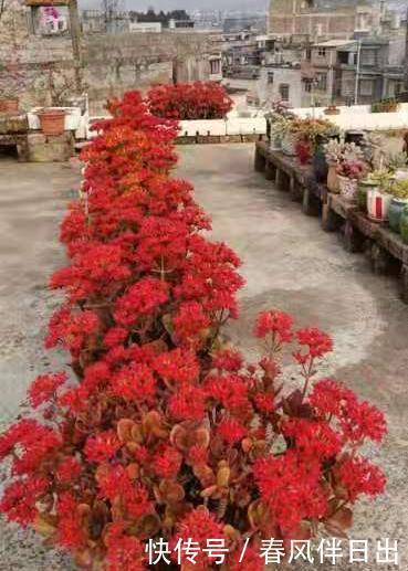 开花的时候,到底要不要施肥?很多人都不知道