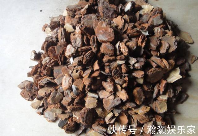 叶片|养君子兰,捡回“2种料”,扔盆里,根系旺,开花多,美极了