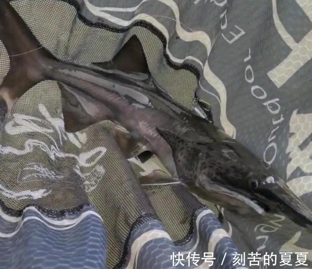 六安钓鱼人钓起“长嘴鱼”以为是保护鱼类给放了，后来才知亏大了