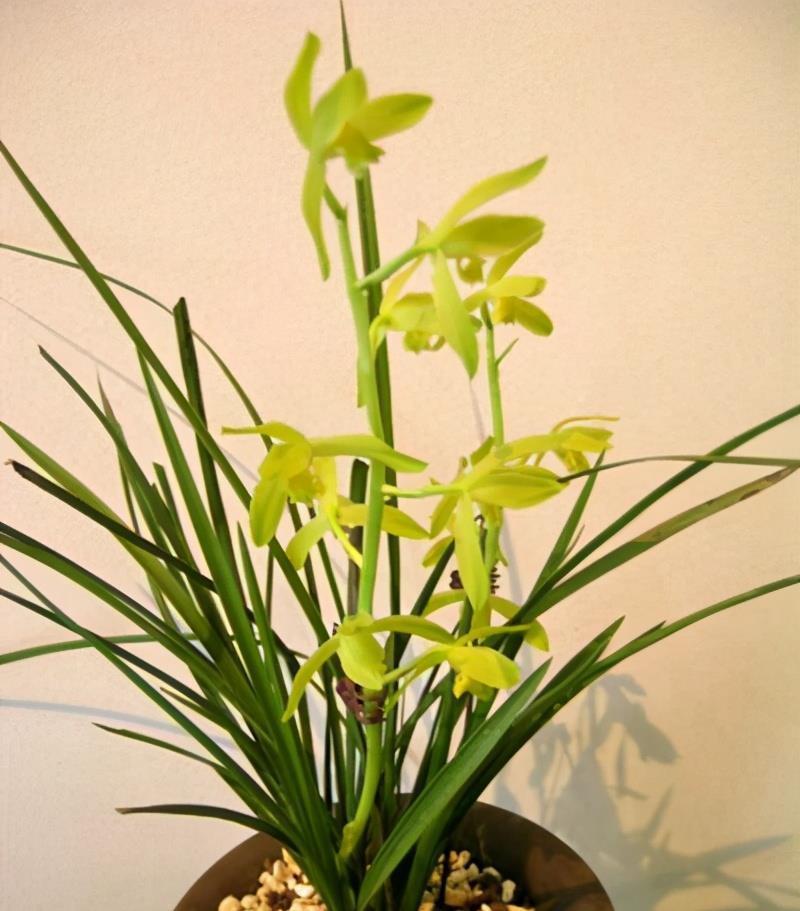 养出|兰花畏寒怕冬天?那是你不会养,从这几方面下手养出健壮兰花