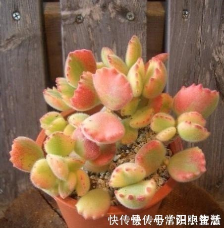 黄丽黄丽|女同学喜爱的8种“美靓多肉”,就是难养了点,看看你都养过没!