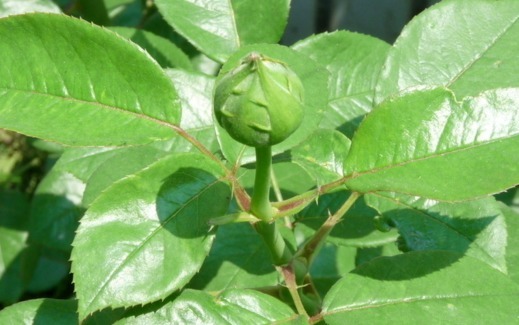 月季花这样施肥,花量大而且鲜艳,根系强壮抵抗力强,简单开爆盆