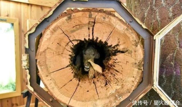 化石|伐木工人在山中伐树,切开树干后傻了,树中竟藏着“狗化石”!