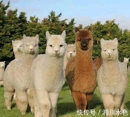 |搞笑图片幽默段子笑话:哈哈哈,麻袋里装的是啥呀,这么重