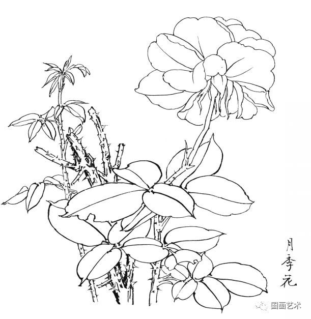  白描|花卉白描图谱选页分享