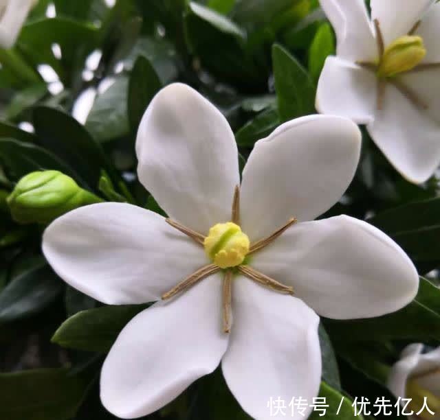 浇水|家养栀子花,每个月用两次绿色粉末,香飘满屋,花开六月底