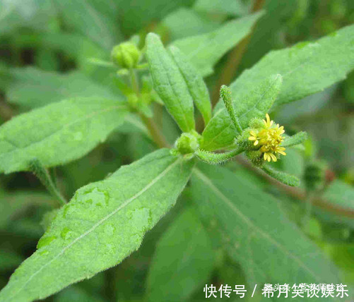 好处|这草全身是宝，可惜大家都当杂草，晒干泡水好处多，别不知价值